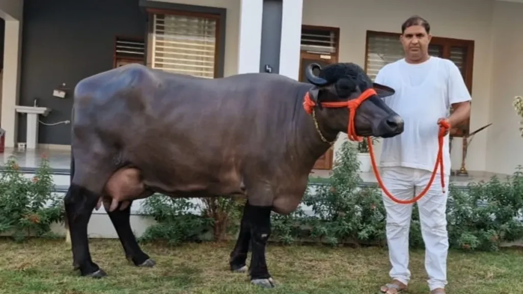 हिसार की मुर्रा भैंस 'राधा' ने बनाया वर्ल्ड रिकॉर्ड, 35 किलो से ज्यादा दूध देकर दुनिया में बनी नंबर-1